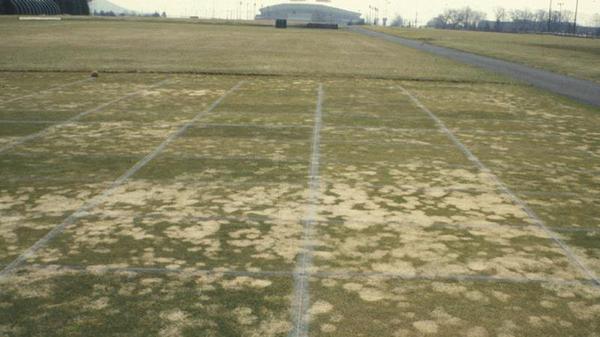Thumbnail image for Gray Snow Mold in Turf