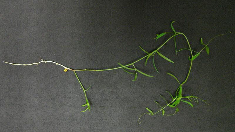 Thumbnail image for Hairy Vetch