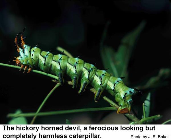 Thumbnail image for Hickory Horned Devil \ Regal Moth