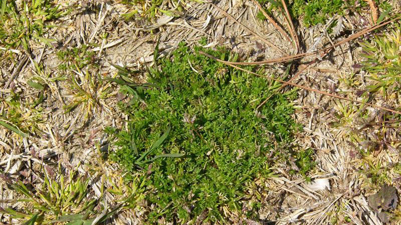 Thumbnail image for Lawn Burrweed
