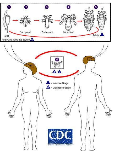 Thumbnail image for Biology and Control of Human Lice