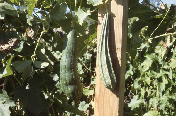 Thumbnail image for Commercial Luffa Sponge Gourd Production