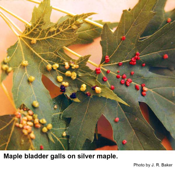 Thumbnail image for Maple Bladdergall Mite