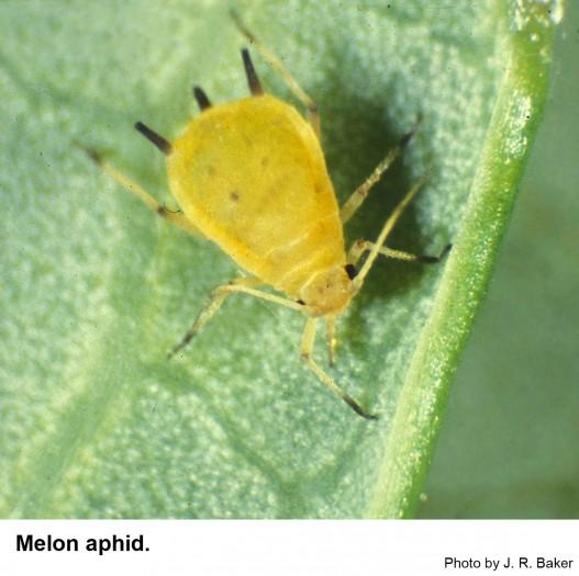 Thumbnail image for Melon Aphid