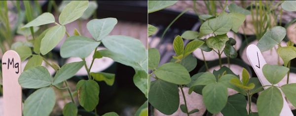 Thumbnail image for Mid-Season Soybean Magnesium (Mg) Deficiency