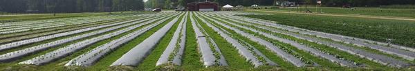 Thumbnail image for Sustainable Practices for Plasticulture Strawberry Production in the South