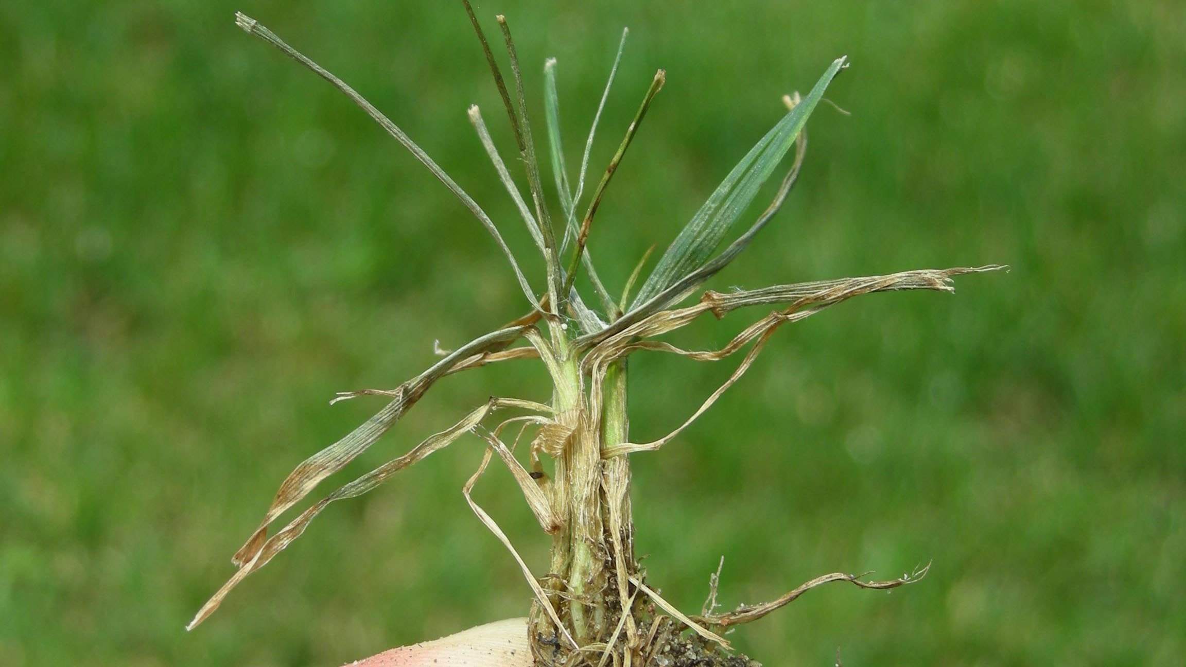 Thumbnail image for Pythium Blight in Turf