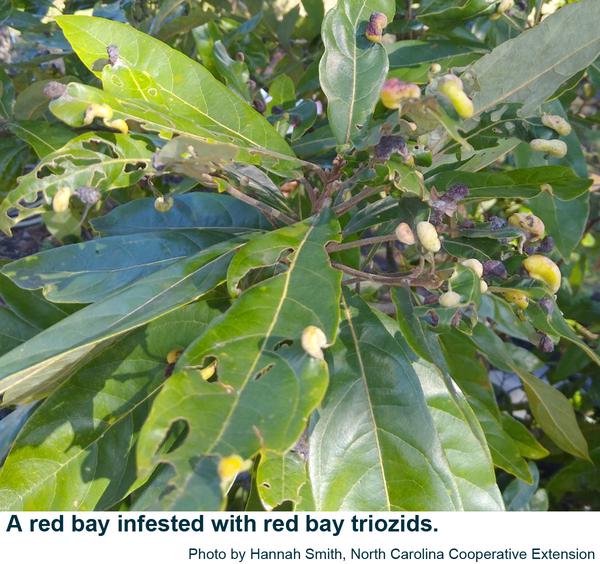 Thumbnail image for Red Bay Triozid