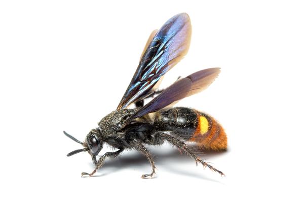Thumbnail image for Scoliid Wasps in Turf