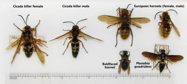 Thumbnail image for Cicada Killer Wasp