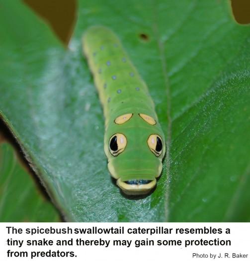 Thumbnail image for Spicebush Swallowtail