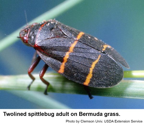 Thumbnail image for Managing the Twolined Spittlebug in the Home Landscape