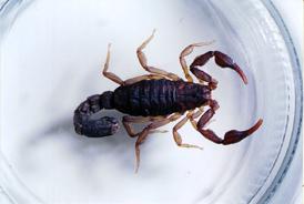 Thumbnail image for Scorpions in North Carolina